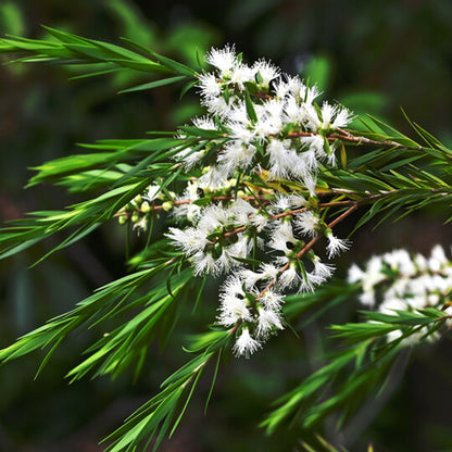 Essential Oils