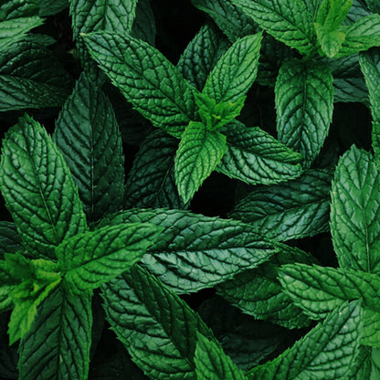 Essential Oils